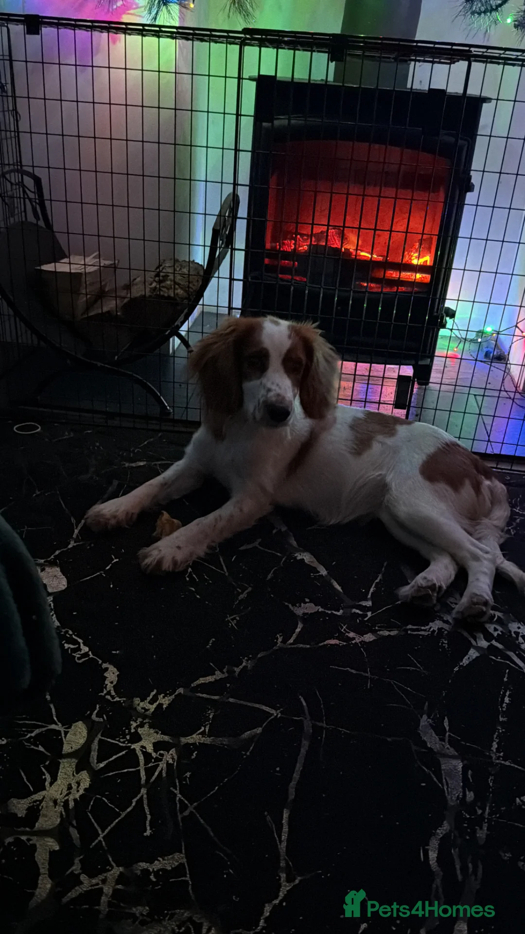 Cocker Spaniel dogs for sale: Met our beautiful girl  - Advert 2