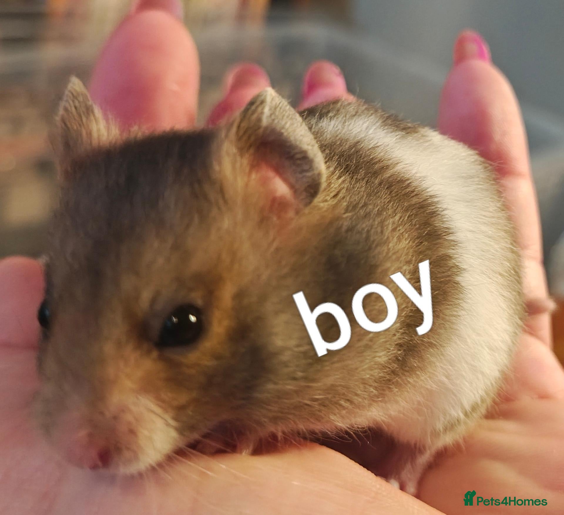 Hamster rodents Baby Syrian Hamsters ready for homes 20th October - Advert 5