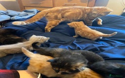 American Shorthair cats for sale: 6 kittens  - Image 7