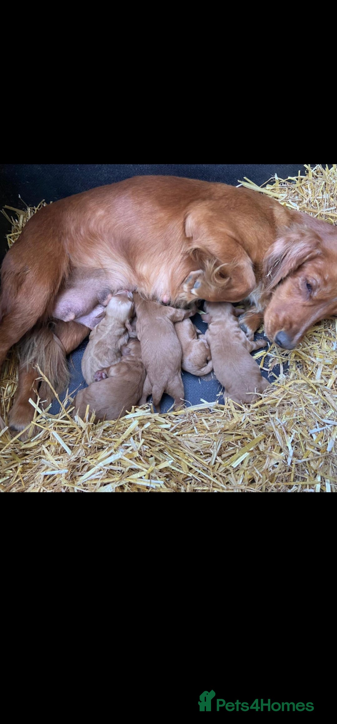 Cockapoo dogs for sale: Cockapoo - Image 3