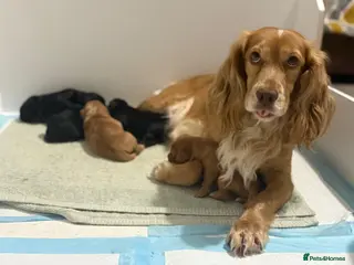 Cocker Spaniel dogs KC Registered Cocker Spaniel Puppies - Advert 7