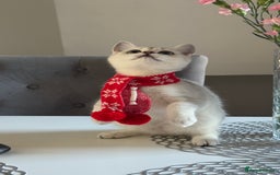 Scottish Fold cats for sale: Scottish Straight Boy - Image 7