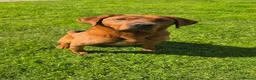 Labrador Retriever dogs for sale: Stunning Fox Red Labrador Litter - Health Tested - Advert 4