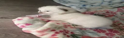 Ragdoll cats for sale: 💖 Beautiful Ragdoll kittens for Sale 💖 - Advert 2