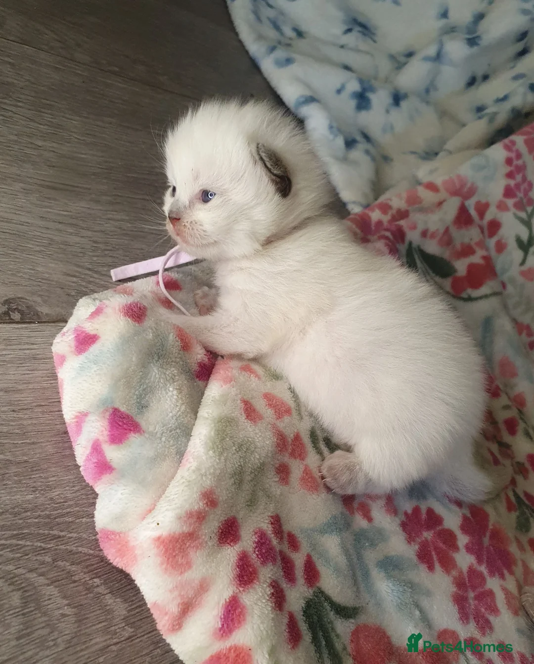 Ragdoll cats for sale: 💖 Beautiful Ragdoll kittens for Sale 💖 - Advert 2