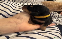 Mixed Breed dogs for sale: Doxie poo puppies - Image 14