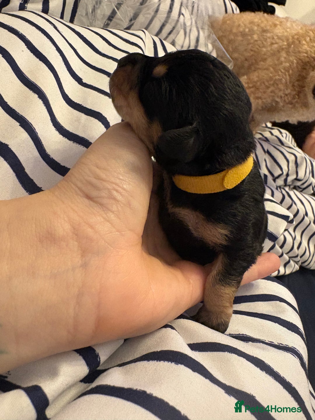 Mixed Breed dogs for sale: Doxie poo puppies - Image 14