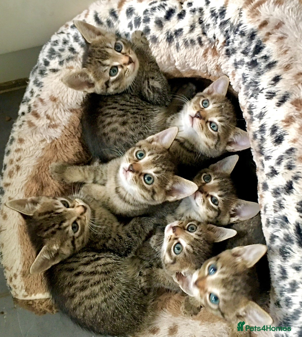 Bengal cats Glittery Bengal X With Famous References! - Advert 1
