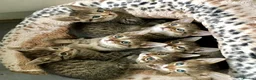 Bengal cats for sale: Glittery Bengal X With Famous References! - Advert 11