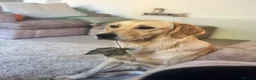 Golden Retriever dogs for sale: KC Golden Retrievers - Now taking reservations  in Barnsley - Advert 16
