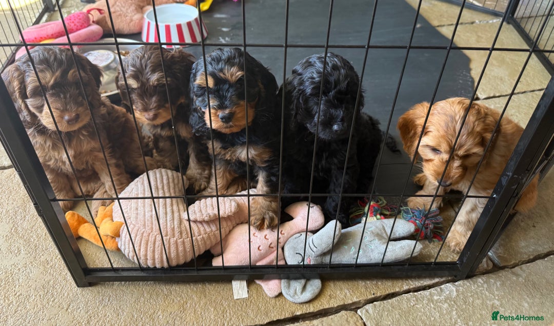Cockapoo dogs for sale: ✨ F1 Toy Cockapoo Puppies – Ready 28th August ✨ - Image 4