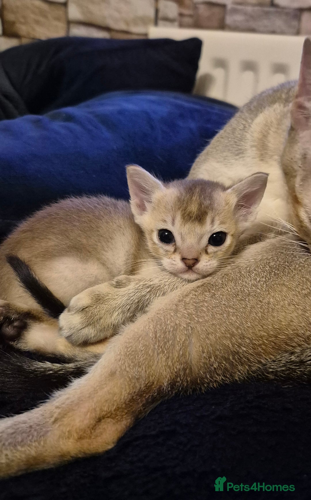Singapura cats for sale: ⚜️TICA registered Singapura kittens  - Advert 13