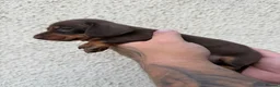 Miniature Dachshund dogs for sale: Stunning Miniature Dachshund pups  - Advert 17