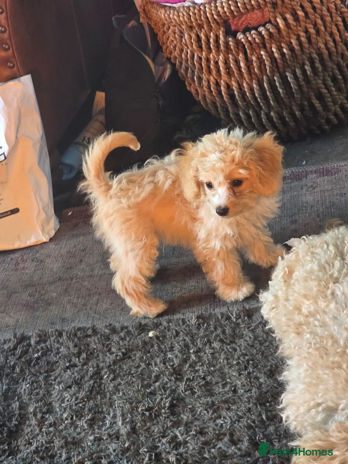 Cavapoo dogs Stunning miniature cavapoo - Advert 7