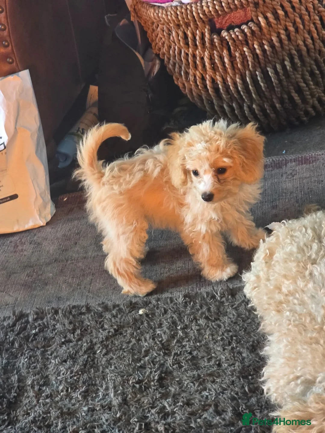 Cavapoo dogs for sale: Stunning miniature cavapoo - Advert 1