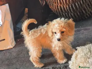 Cavapoo dogs Stunning miniature cavapoo - Advert 7