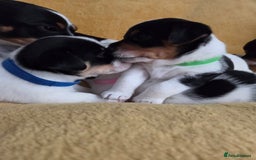 Jack Russell dogs for sale: Tricolour short legs Jack Russell  - Image 10