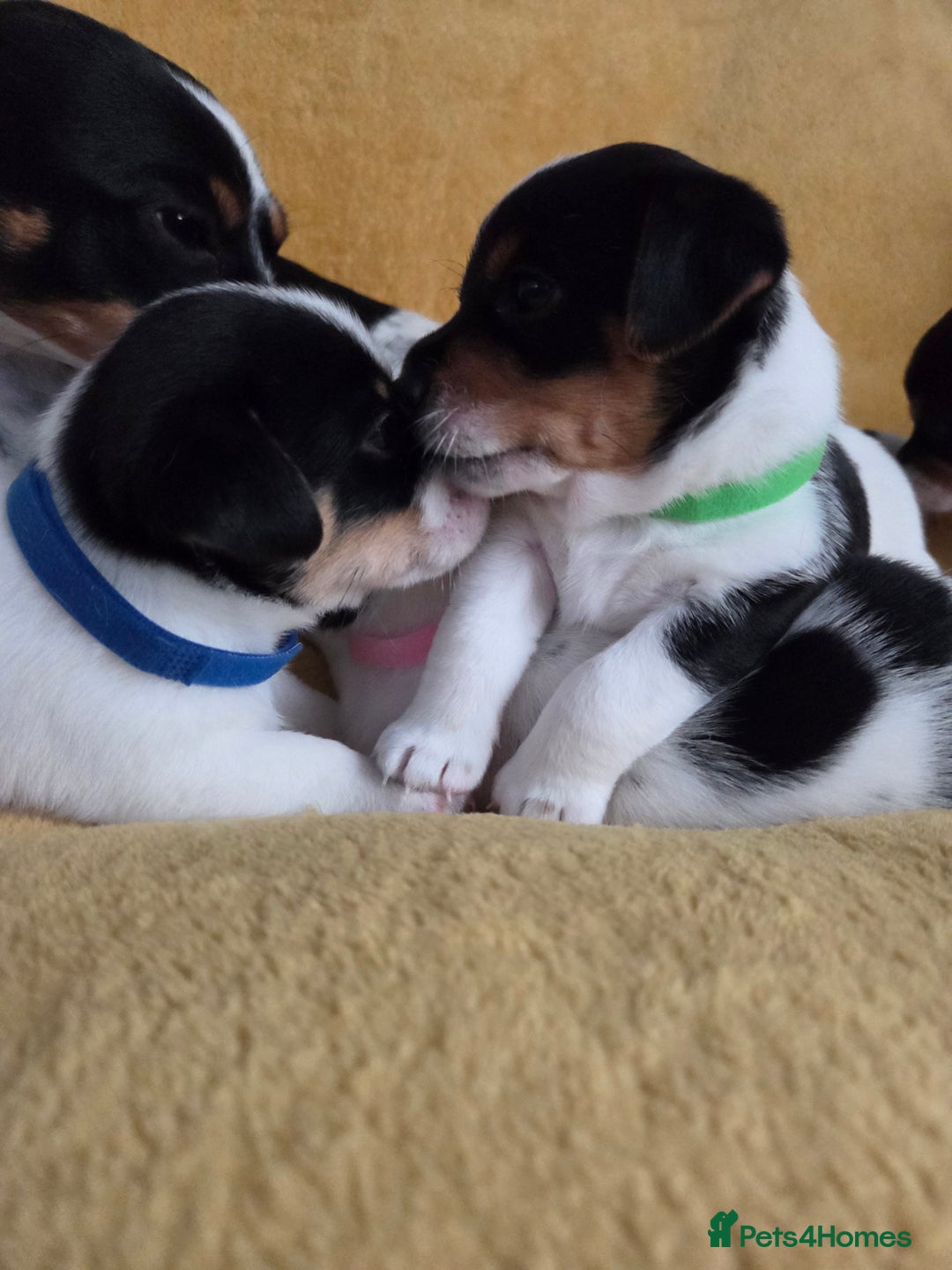 Jack Russell dogs for sale: Tricolour short legs Jack Russell  - Image 10
