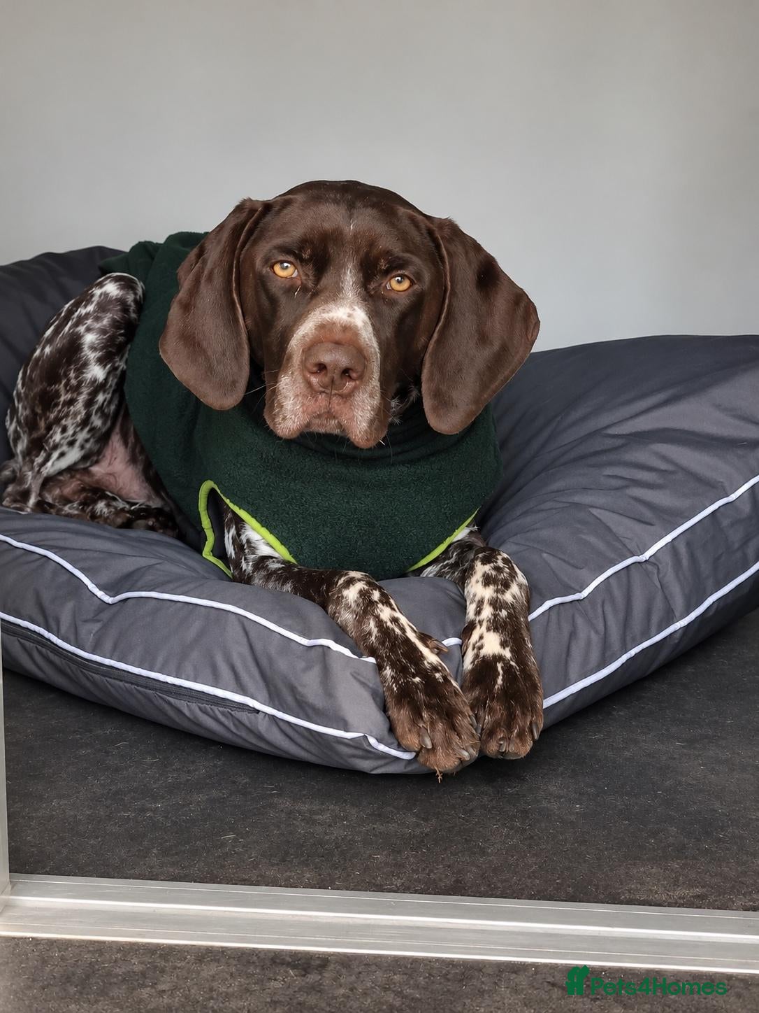 German Shorthaired Pointer dogs LOKI - 2 YRS 2 MTHS OLD GERMAN SHORTHAIRED POINTER - Advert 2