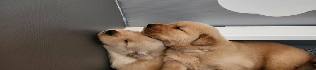 Golden Retriever Puppy 6
