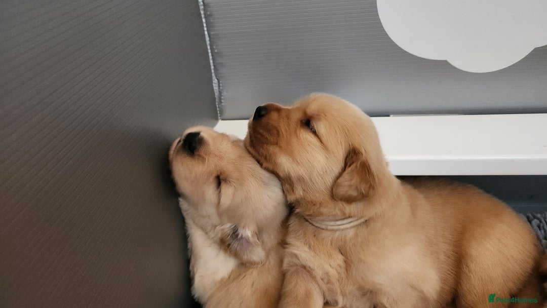 Golden Retriever dogs for sale: Golden Retriever Pups for Sale will be Ready Soon - Image 7