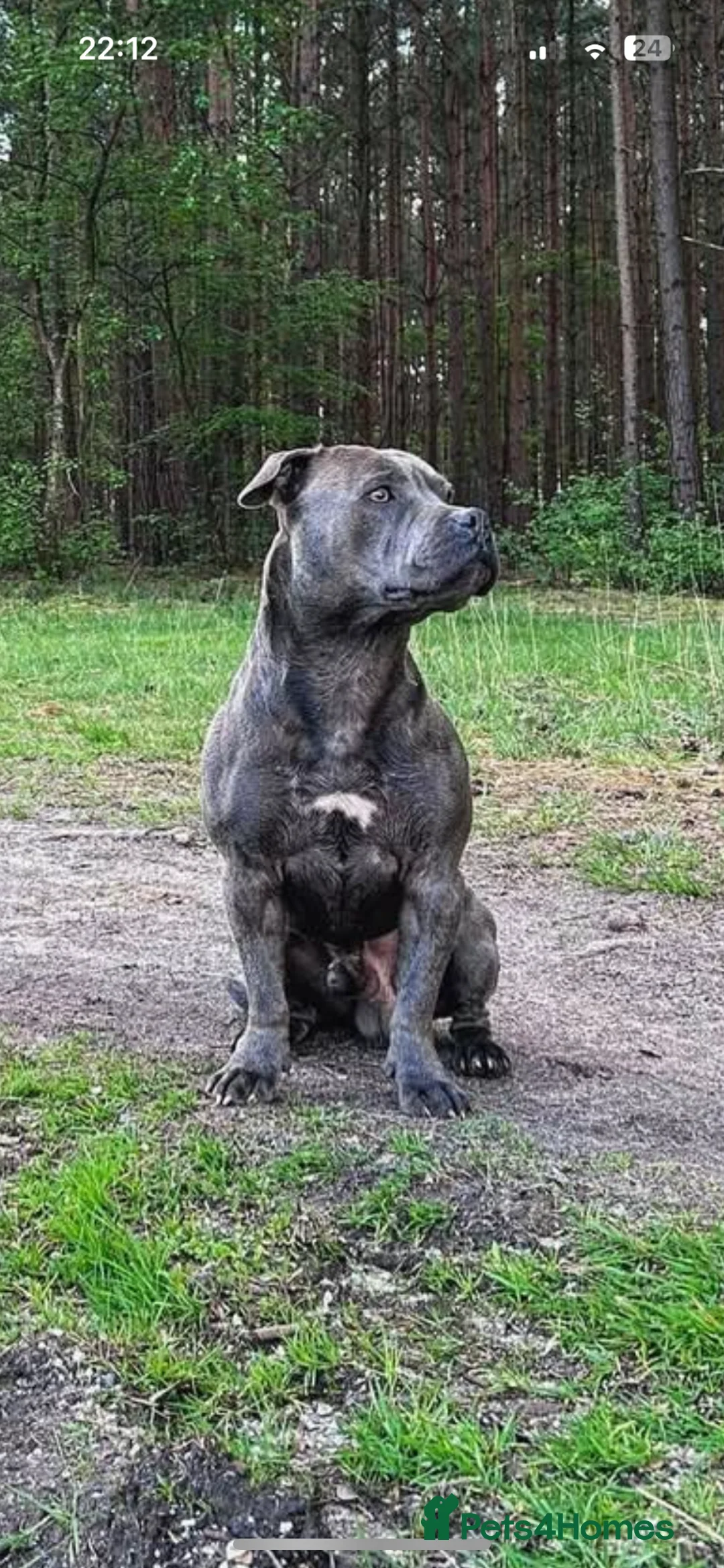 Staffordshire Bull Terrier dogs for stud: ‼️Staffordshire Bull Terrier For Stud‼️ in Harrow - Advert 2