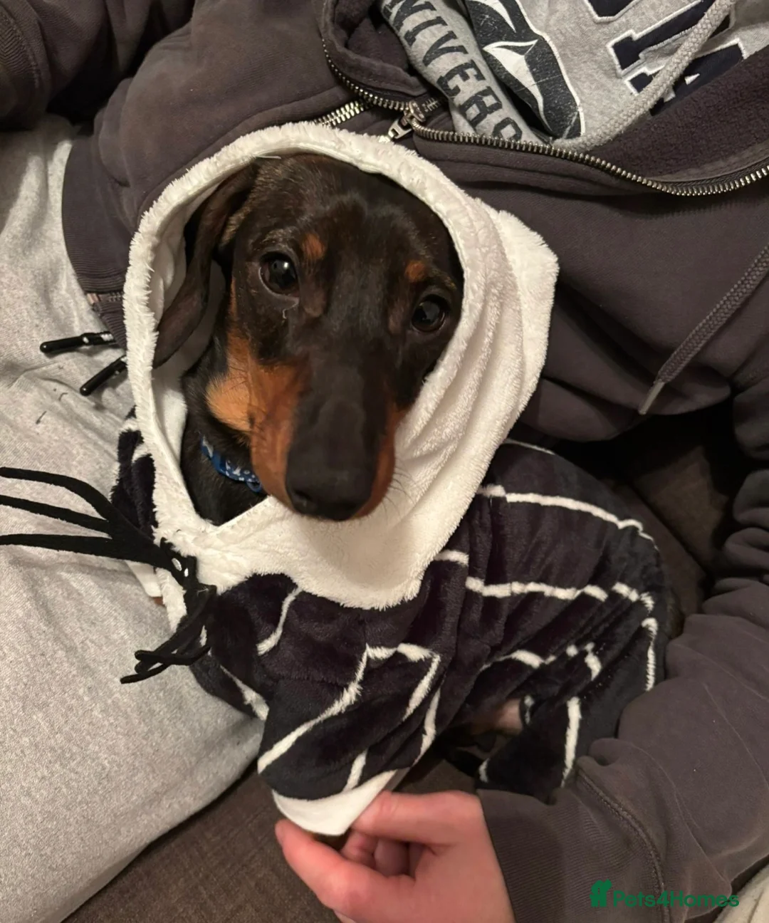 Dachshund dogs for sale: Dachsund puppy looking for his forever home - Advert 9