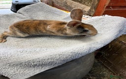 Rex rabbits for sale: 2 Mini rex does - Image 1