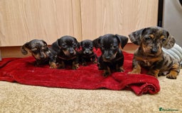 Miniature Dachshund dogs for sale: Black grey dapple, Black Tan miniature dachshund - Image 2