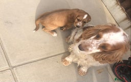 Cocker Spaniel dogs for sale: Cocker Spaniel Puppies for sale  - Image 10