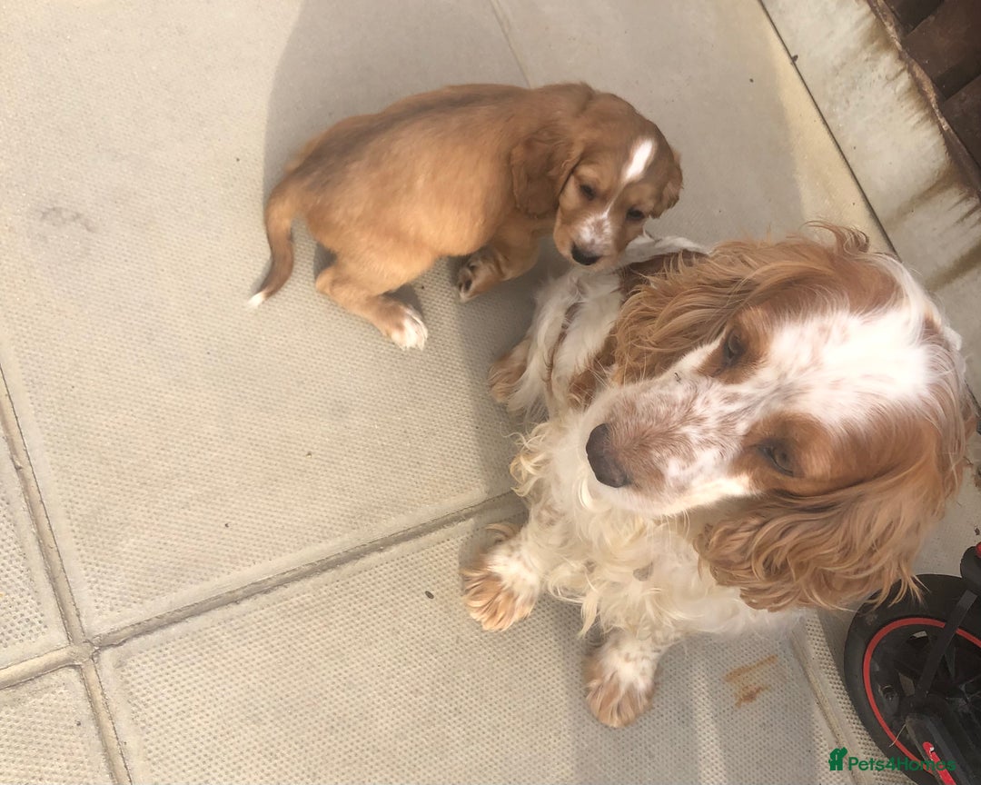 Cocker Spaniel dogs for sale: Cocker Spaniel Puppies for sale  - Image 10