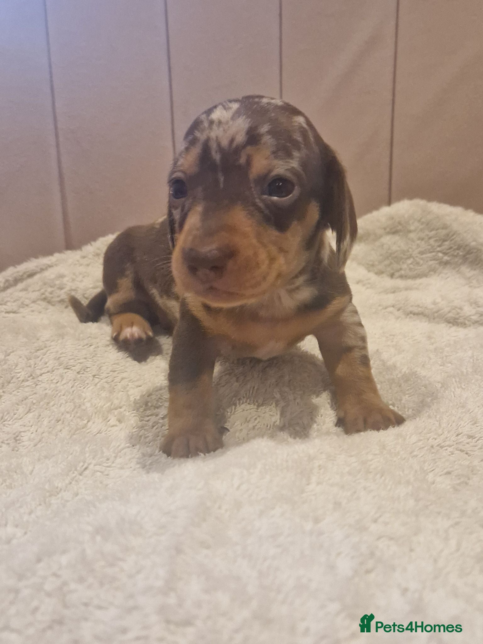 Miniature Dachshund dogs Chocolate dapple and tans mini daxies available - Advert 7