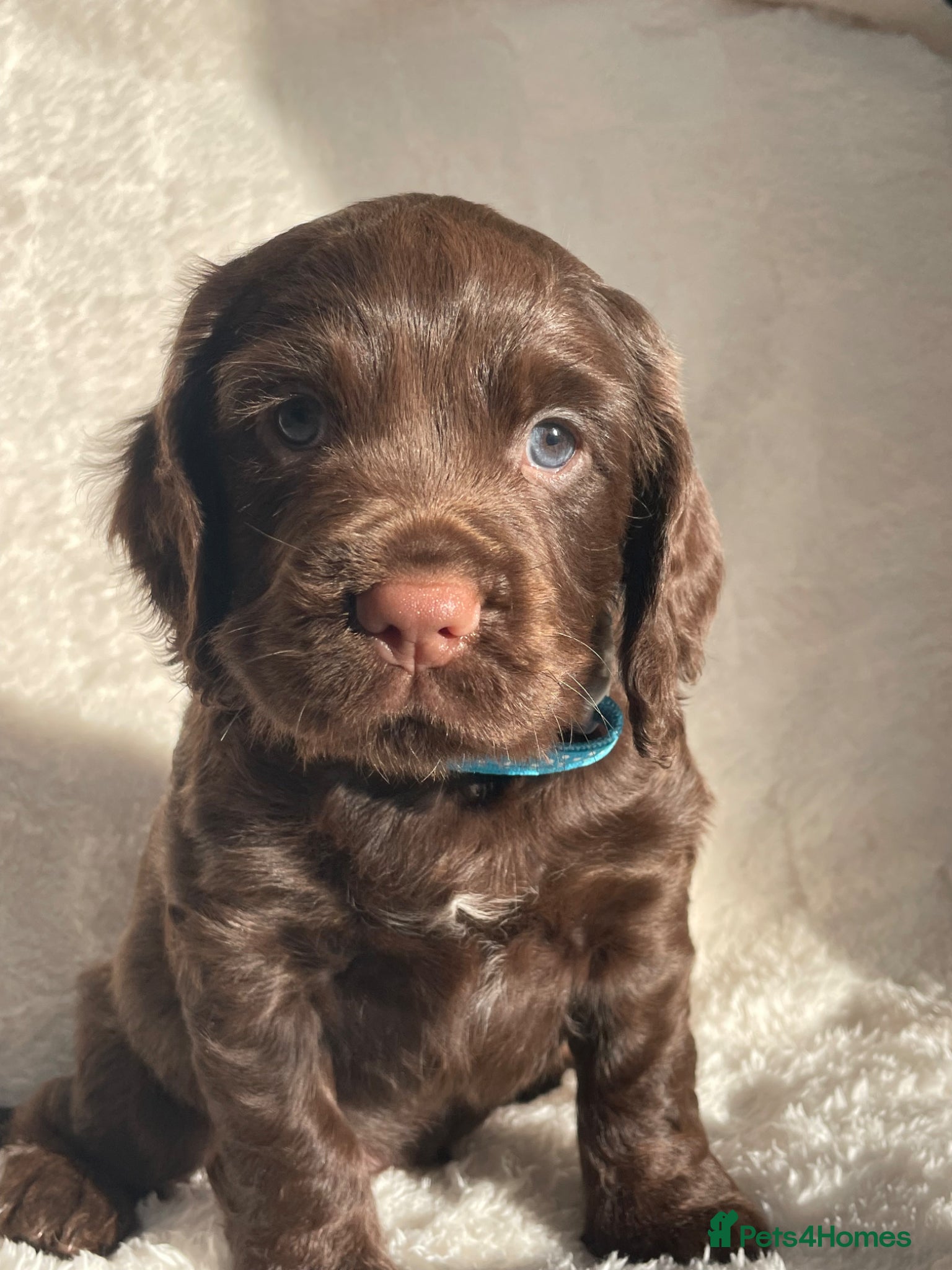 Cocker Spaniel dogs Stunning blue eyed working cocker spaniels KC/HT - Advert 2