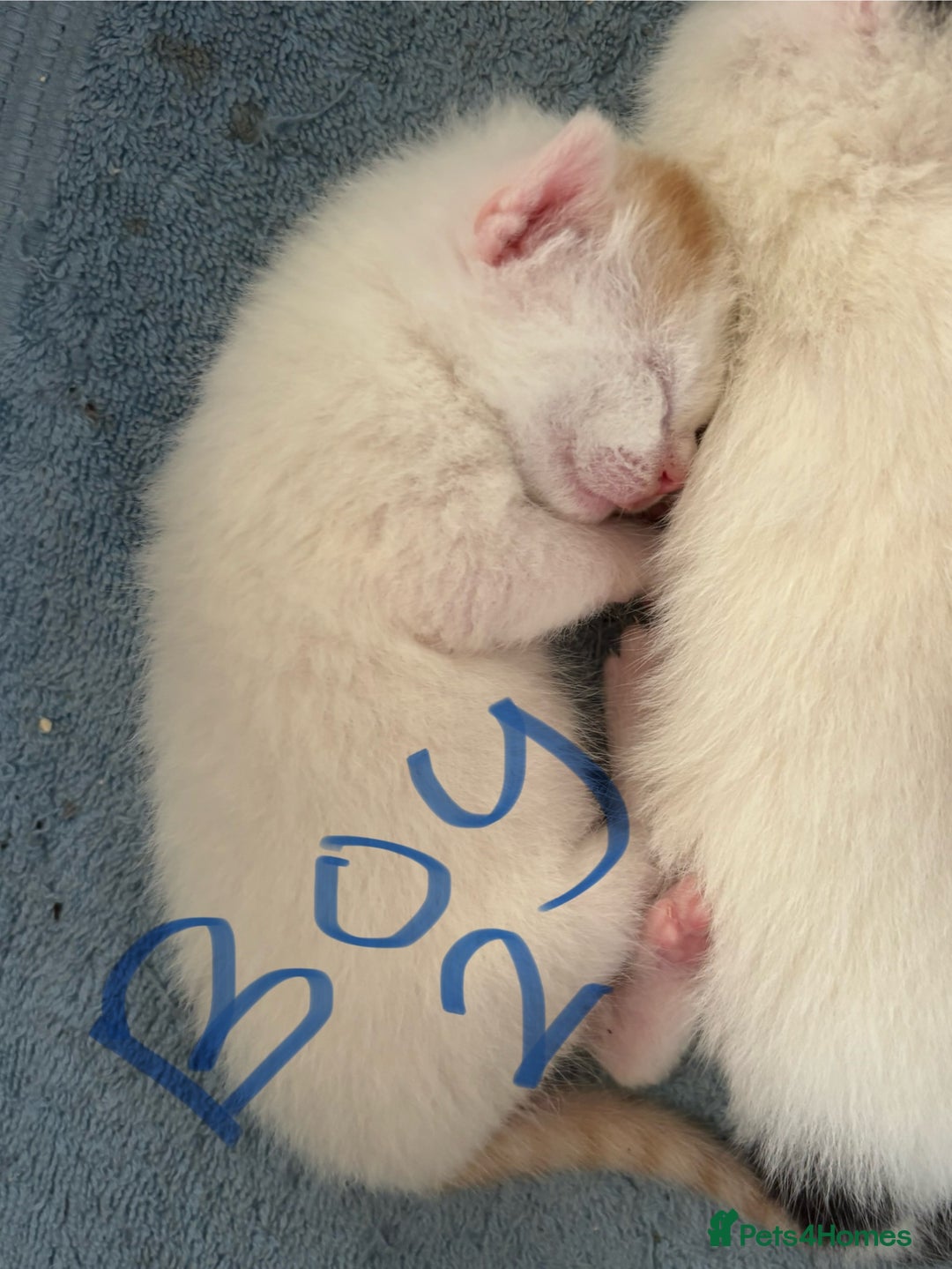 Mixed Breed cats for sale: Three beautiful kittens 2 boys 1 girl  - Image 5