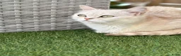 Persian cats for sale: Miss  in Hatfield - Advert 13