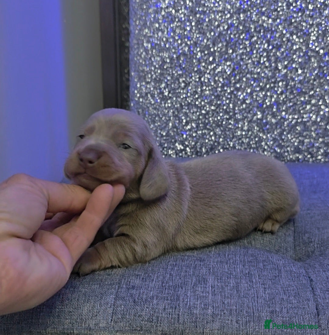 Miniature Dachshund dogs Miniature Dachshund  - Advert 12