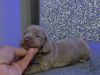 Miniature Dachshund dogs Miniature Dachshund - Advert 12