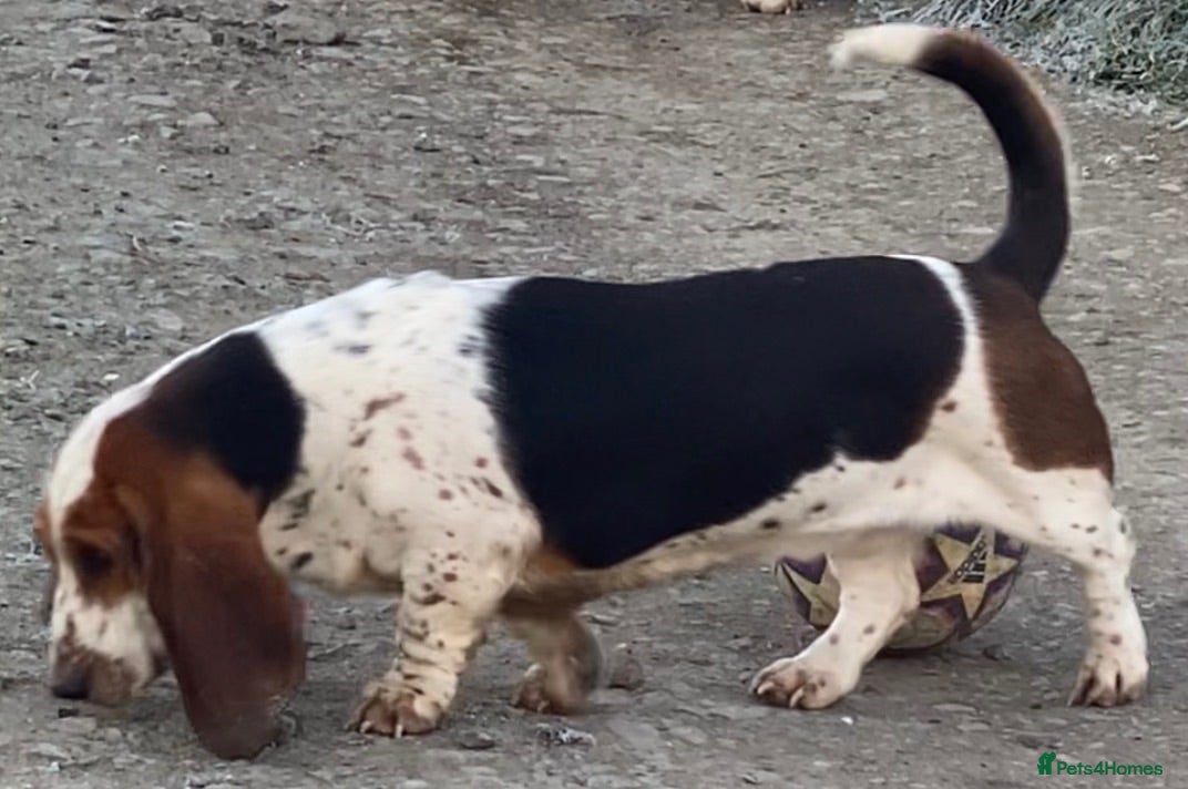 Basset Hound dogs Tri colour Bassethound puppies - Advert 2