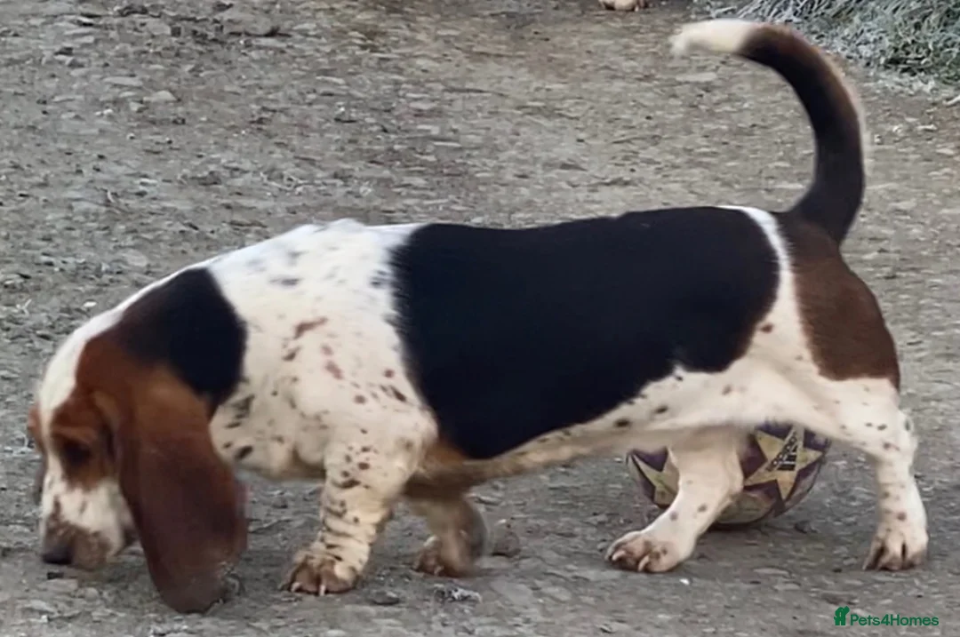 Basset Hound dogs for sale: Tri colour Bassethound puppies - Advert 2