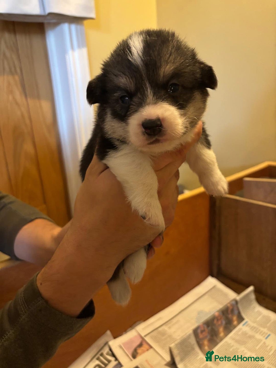 Welsh Corgi Pembroke dogs for sale: 6 KC stunning Tricolour corgi dogs - Image 3