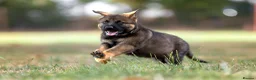 German Shepherd dogs for sale: Top working line KC GSD pups  - Advert 16