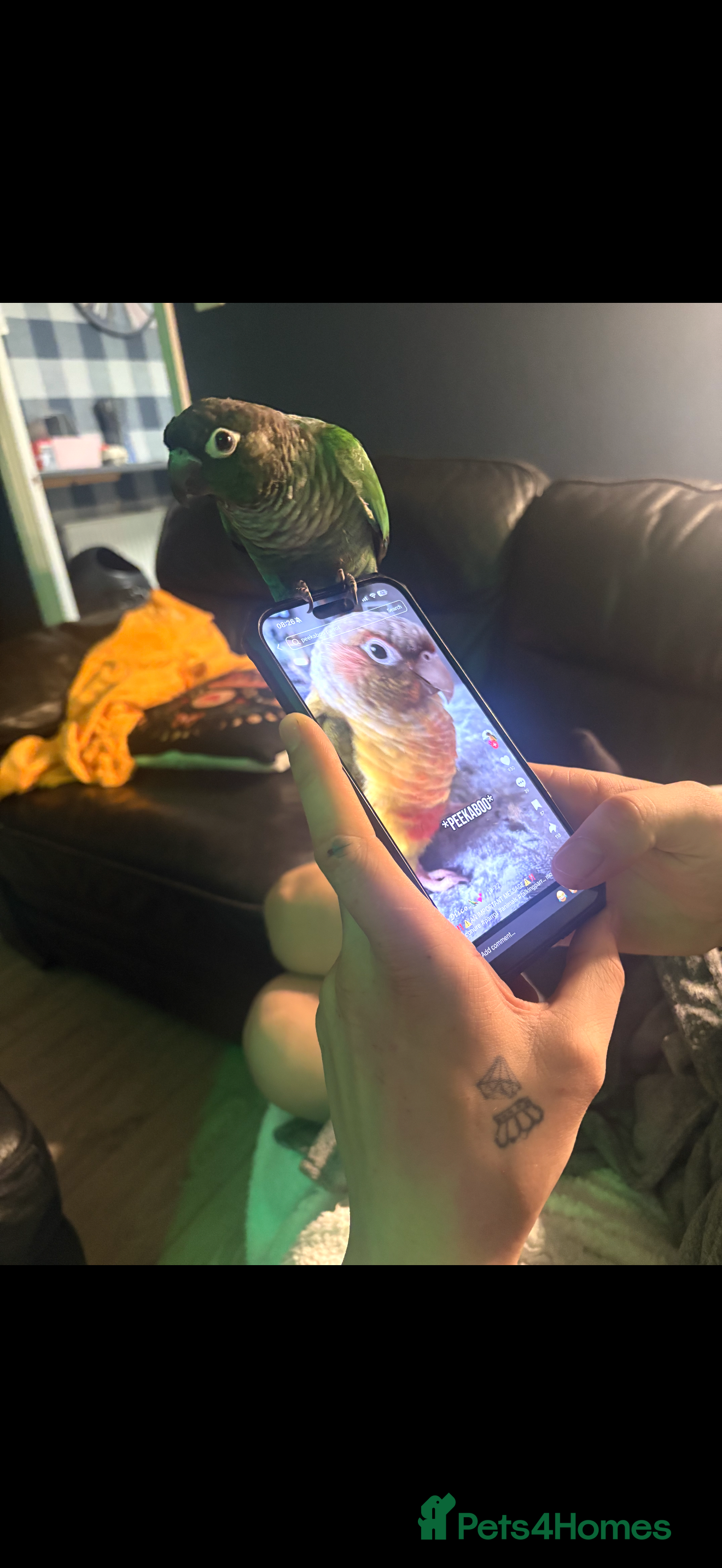 Conures birds Green cheek conure - Advert 6