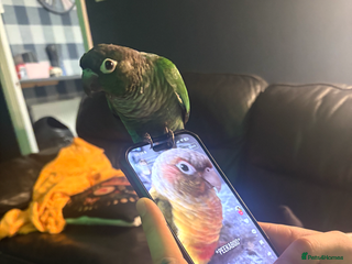 Conures birds Green cheek conure - Advert 6