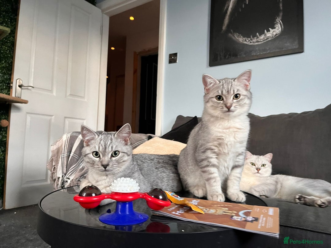 British Shorthair cats for sale: Beautiful British Shorthair Kittens... - Image 29