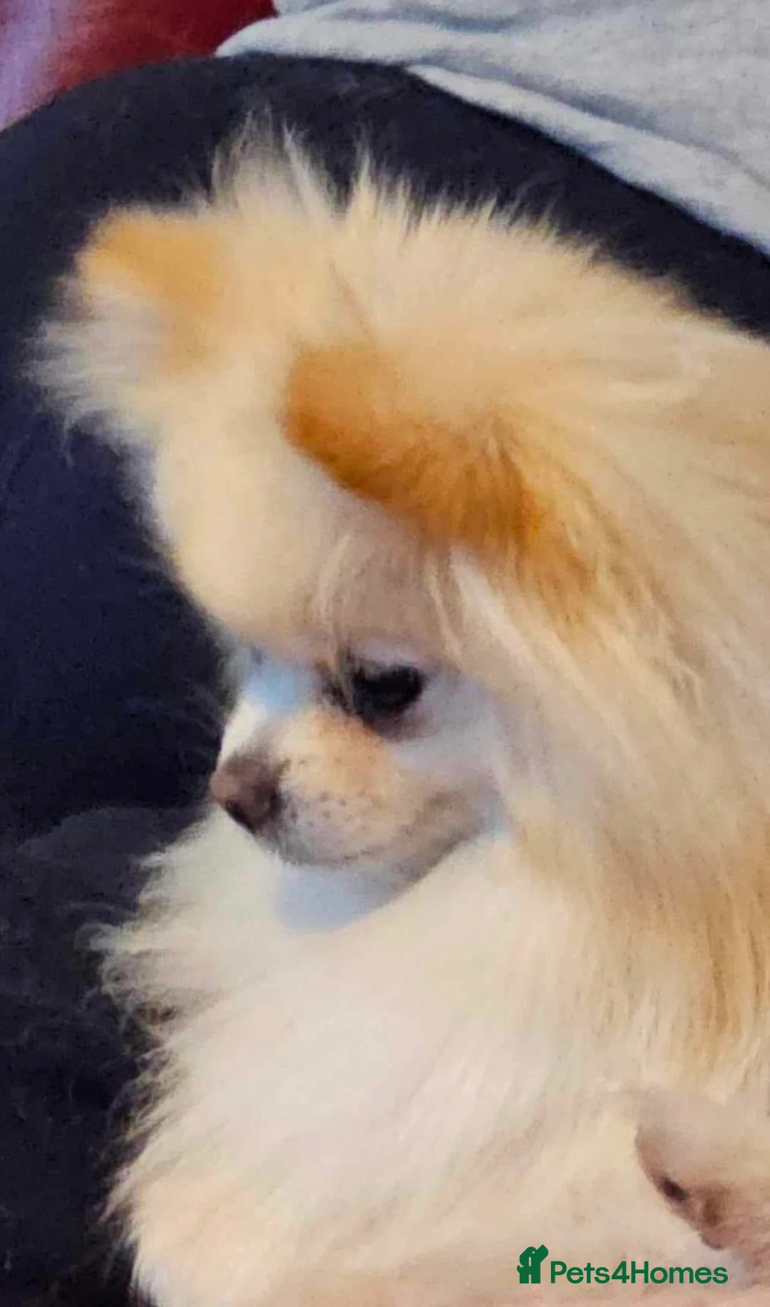 Pomeranian dogs for sale: Pomeranian Adult female Russian lines - Advert 2