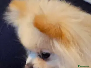 Pomeranian dogs TINY 2.2kg POMERANIAN ADULT female. Russian lines - Advert 11