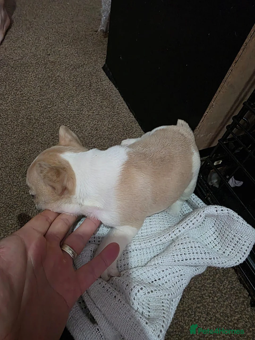 French Bulldog dogs for sale: French bulldog puppies - Advert 15