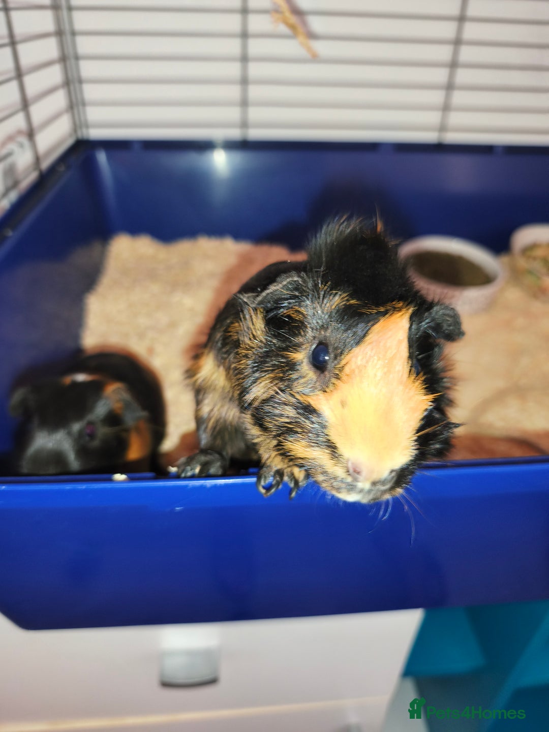 Guinea Pig rodents for sale: Two Female Guinea Pigs - Image 2