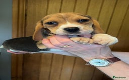 Beagle dogs for sale: Beagle puppies  - Image 5