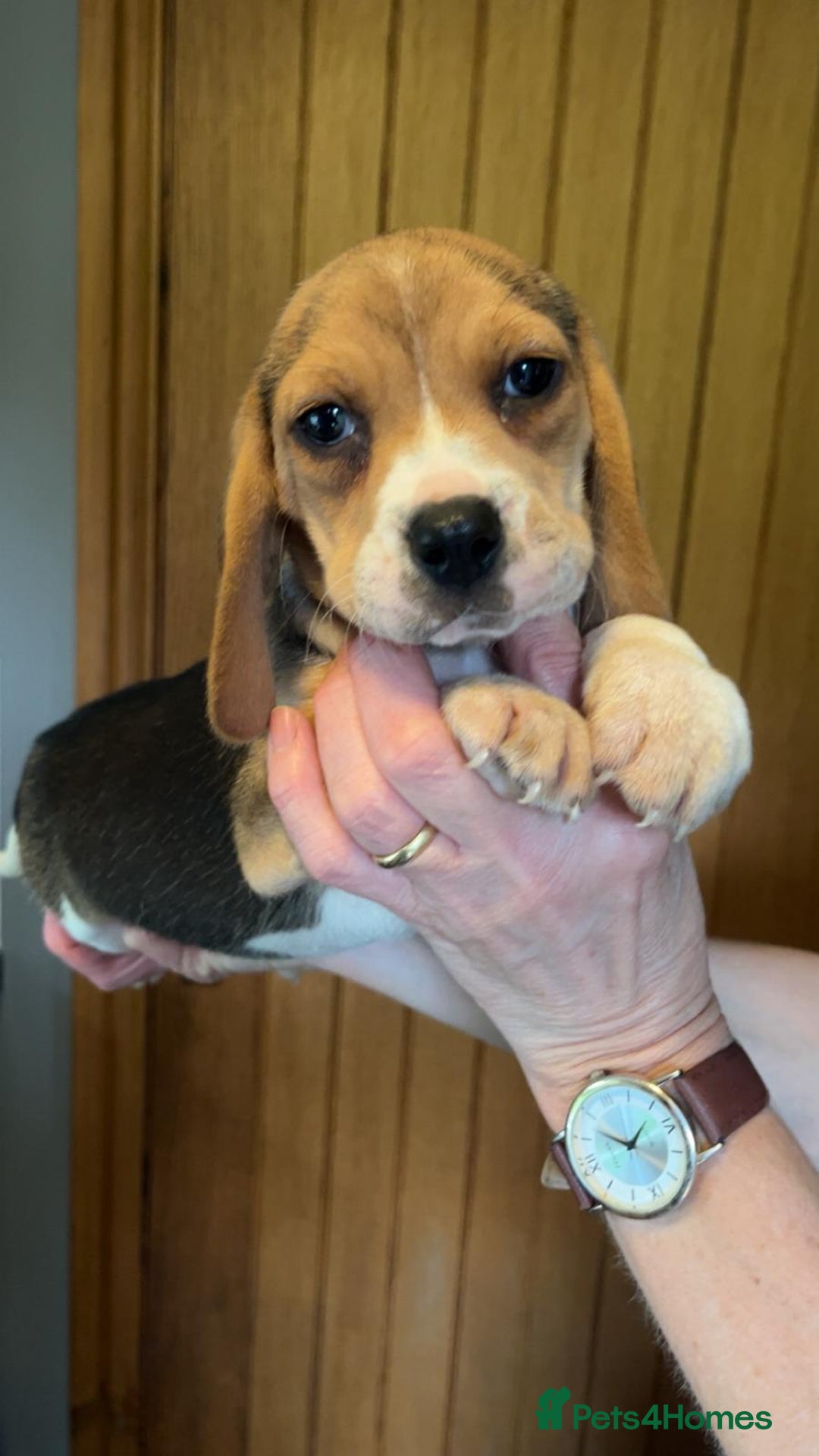 Beagle dogs for sale: Beagle puppies  - Image 5